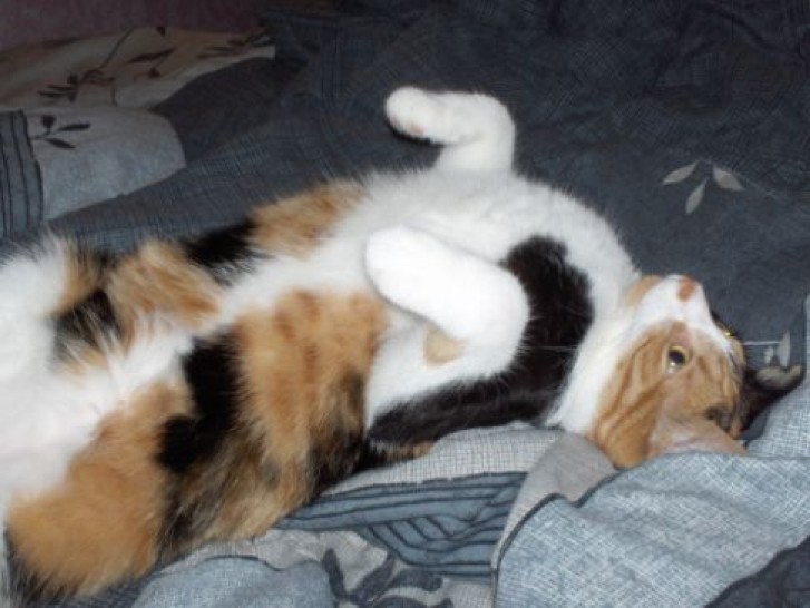 Picture of a cat / kitten / feline