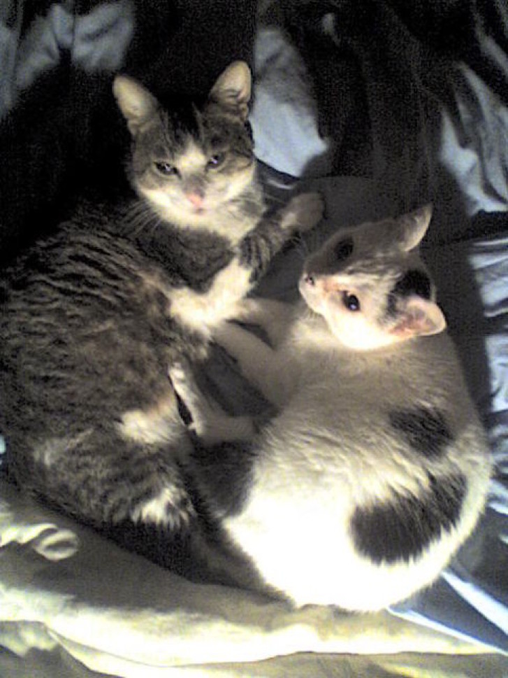 Picture of a cat / kitten / feline