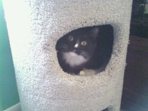 Picture of a cat / kitten / feline