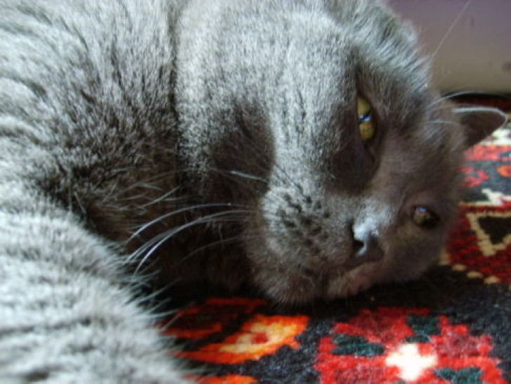 Picture of a cat / kitten / feline