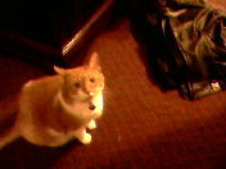 Picture of a cat / kitten / feline