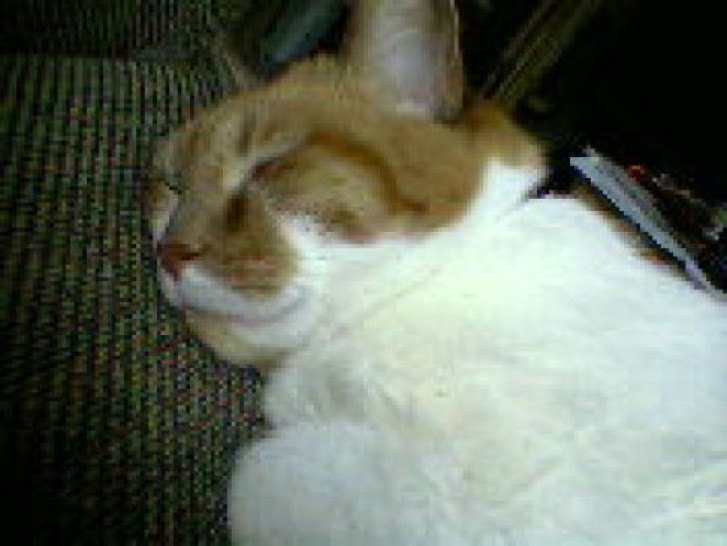 Picture of a cat / kitten / feline