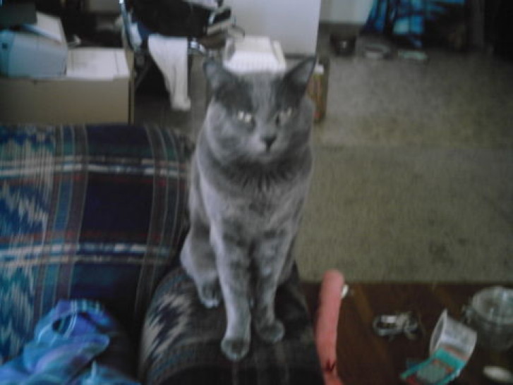 Picture of a cat / kitten / feline