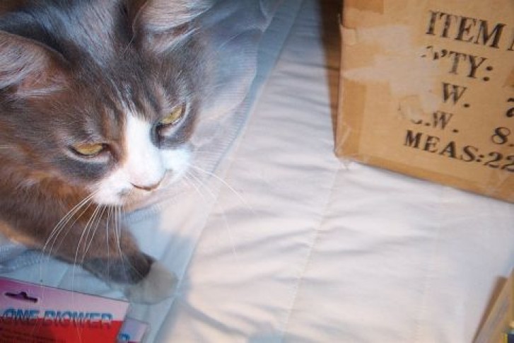 Picture of a cat / kitten / feline