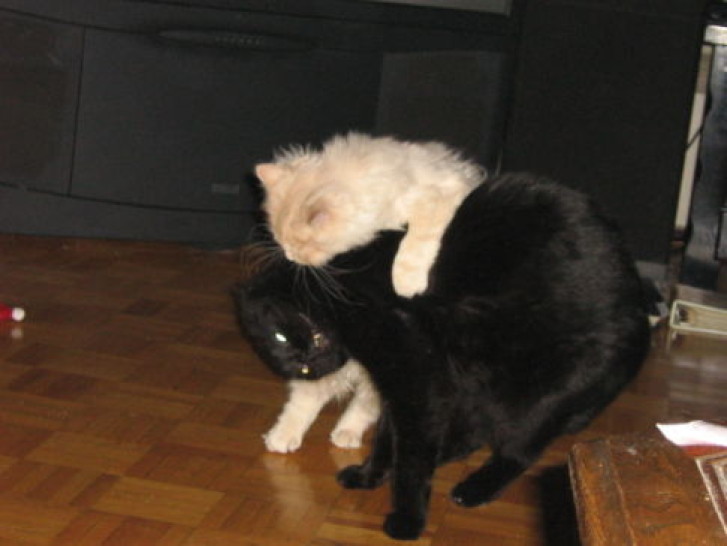 Picture of a cat / kitten / feline