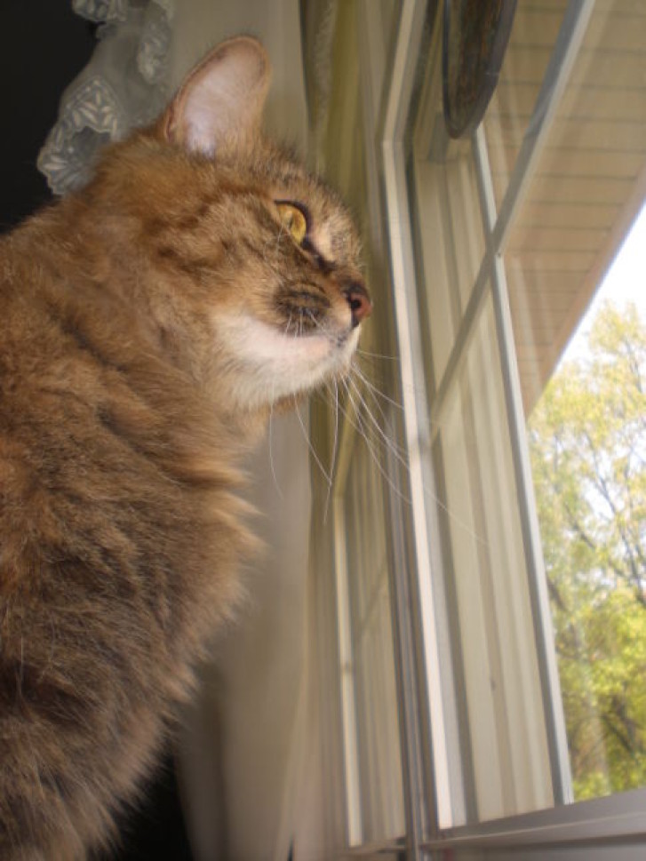 Picture of a cat / kitten / feline