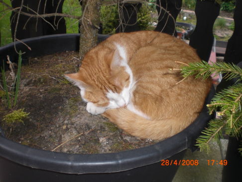 Picture of a cat / kitten / feline