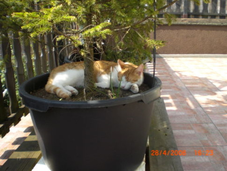 Picture of a cat / kitten / feline