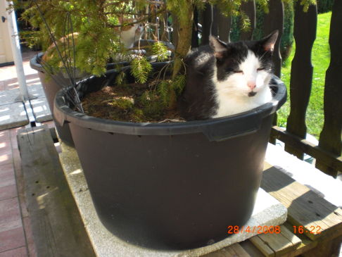 Picture of a cat / kitten / feline