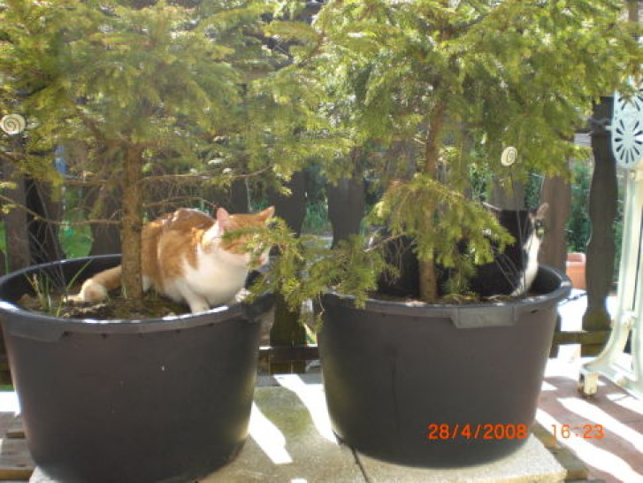 Picture of a cat / kitten / feline