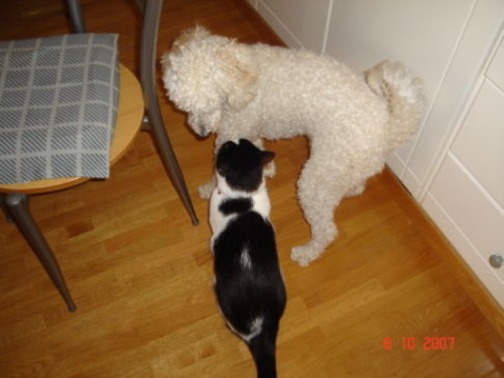 Picture of a cat / kitten / feline