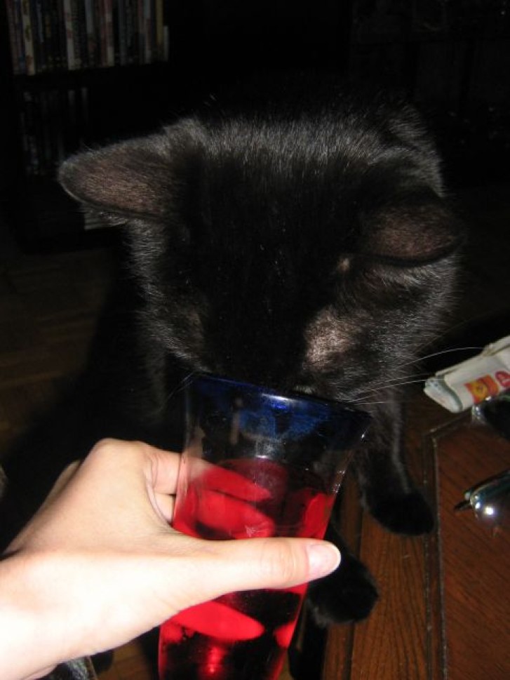 Picture of a cat / kitten / feline