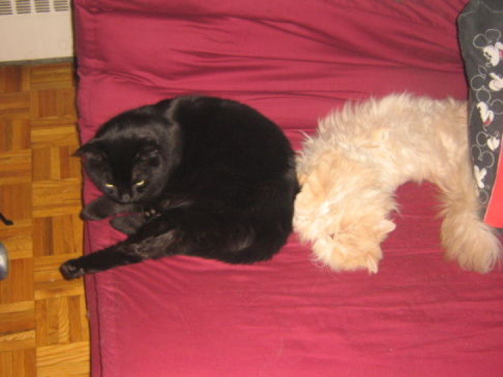 Picture of a cat / kitten / feline