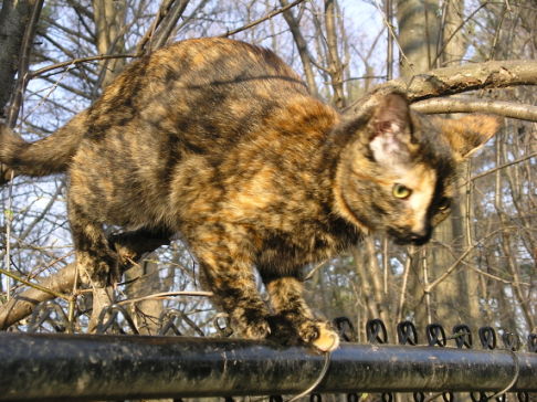 Picture of a cat / kitten / feline