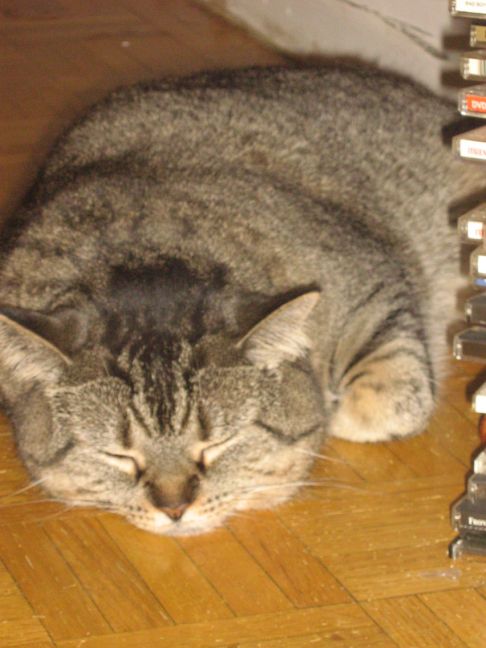 Picture of a cat / kitten / feline