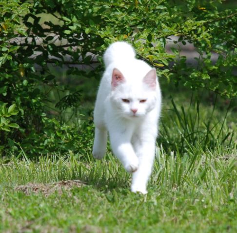 Picture of a cat / kitten / feline