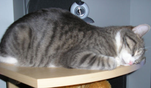 Picture of a cat / kitten / feline