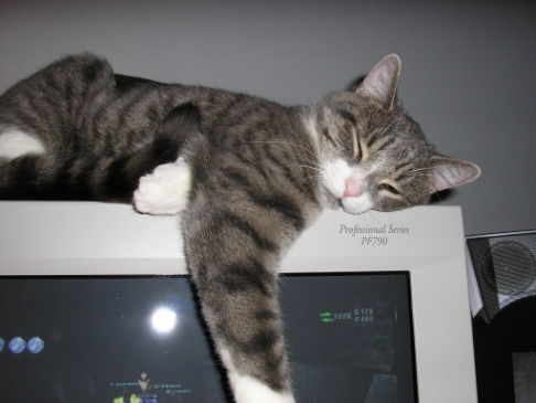 Picture of a cat / kitten / feline