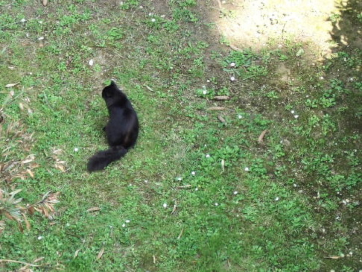 Picture of a cat / kitten / feline