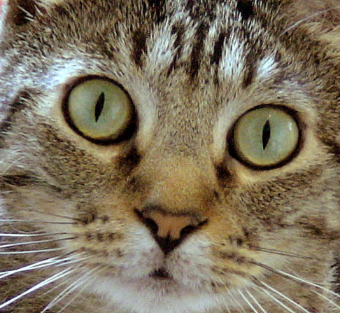 Picture of a cat / kitten / feline