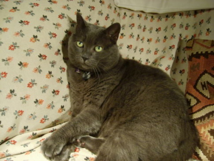 Picture of a cat / kitten / feline