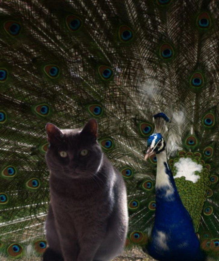 Picture of a cat / kitten / feline