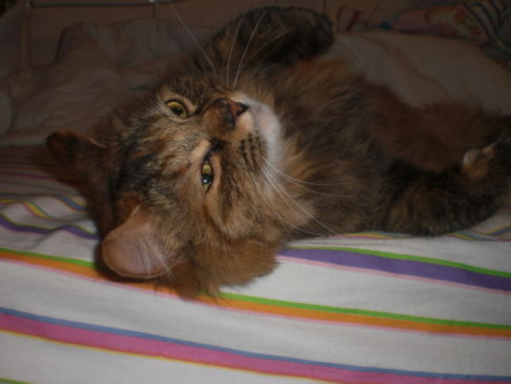 Picture of a cat / kitten / feline