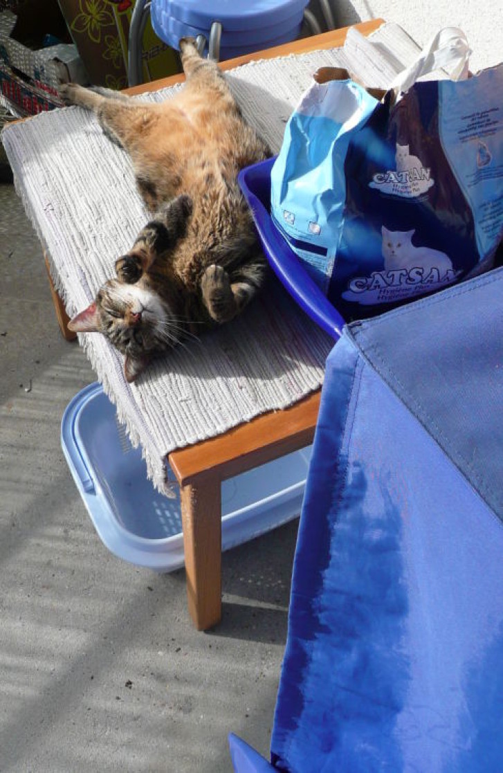 Picture of a cat / kitten / feline