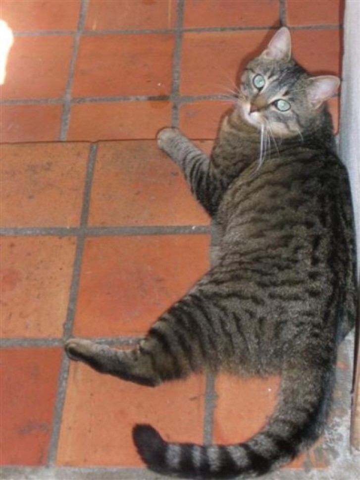 Picture of a cat / kitten / feline