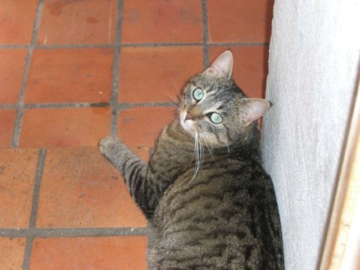 Picture of a cat / kitten / feline