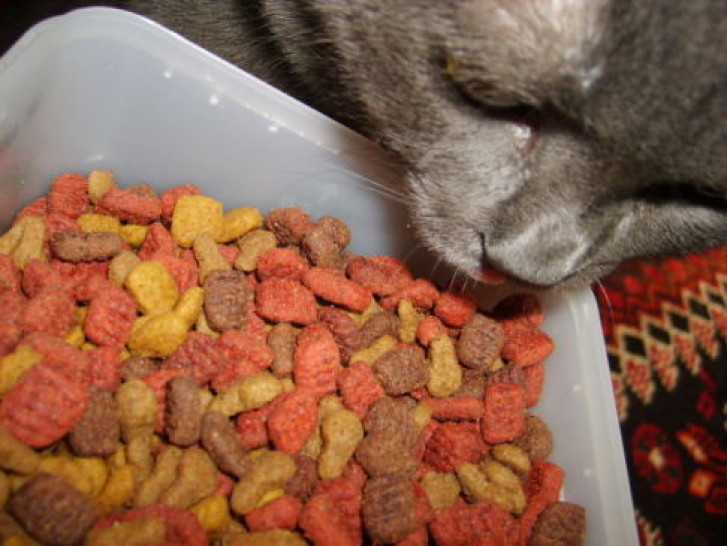 Picture of a cat / kitten / feline