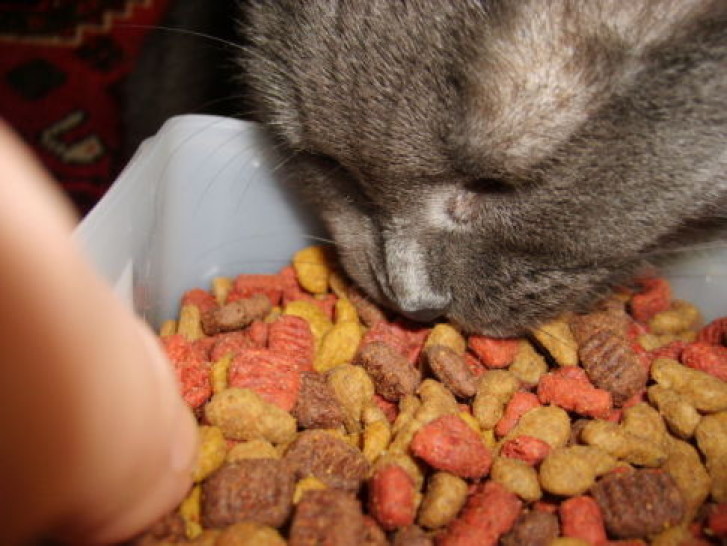 Picture of a cat / kitten / feline