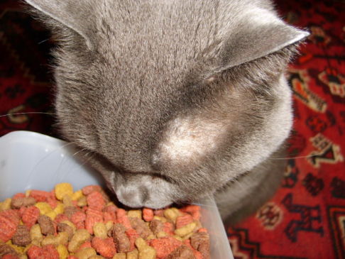 Picture of a cat / kitten / feline