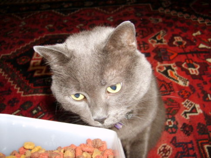 Picture of a cat / kitten / feline