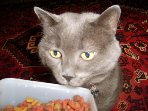 Picture of a cat / kitten / feline