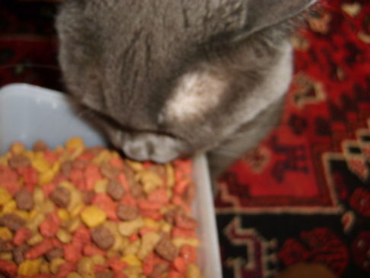 Picture of a cat / kitten / feline