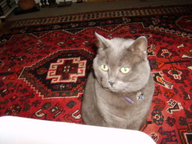 Picture of a cat / kitten / feline