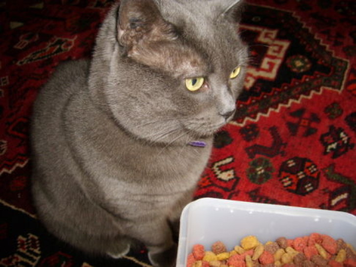 Picture of a cat / kitten / feline