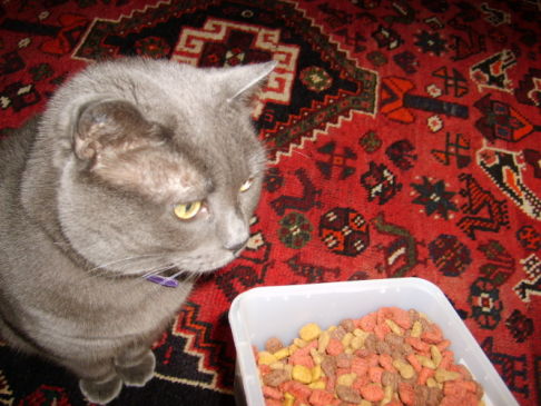 Picture of a cat / kitten / feline