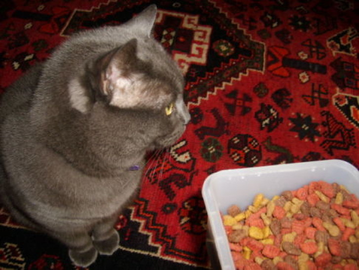 Picture of a cat / kitten / feline