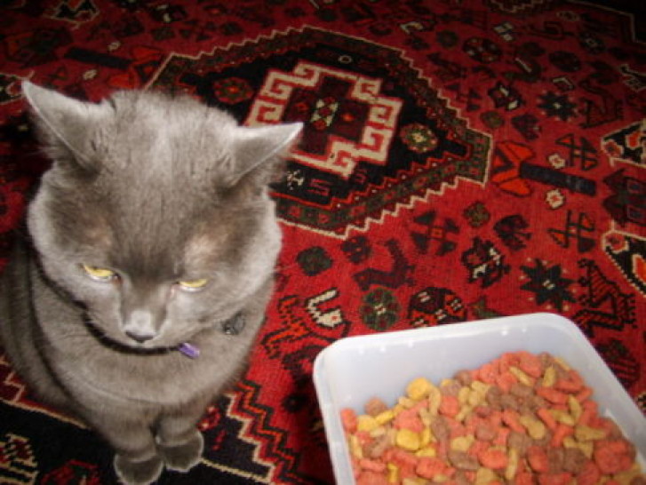 Picture of a cat / kitten / feline