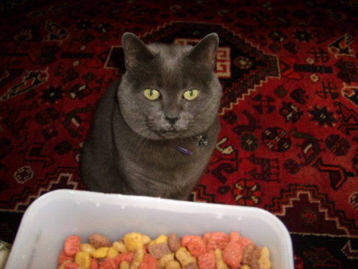 Picture of a cat / kitten / feline