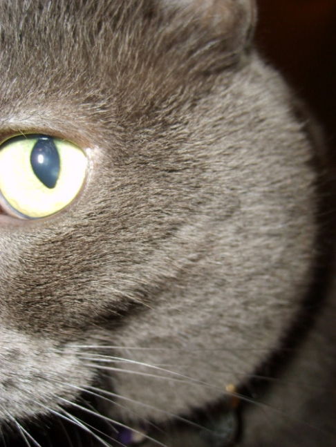 Picture of a cat / kitten / feline