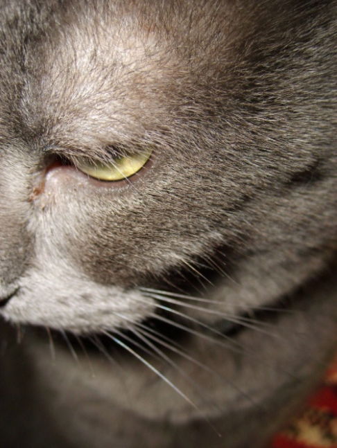 Picture of a cat / kitten / feline