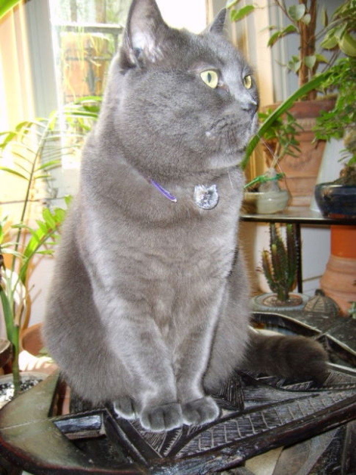 Picture of a cat / kitten / feline