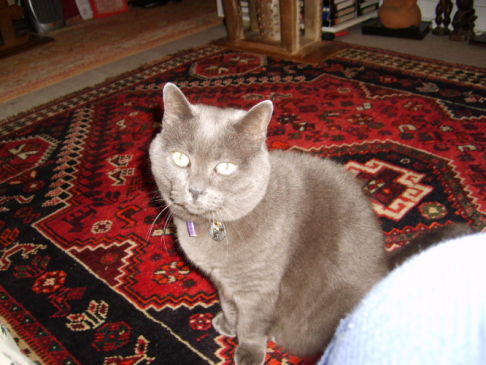 Picture of a cat / kitten / feline