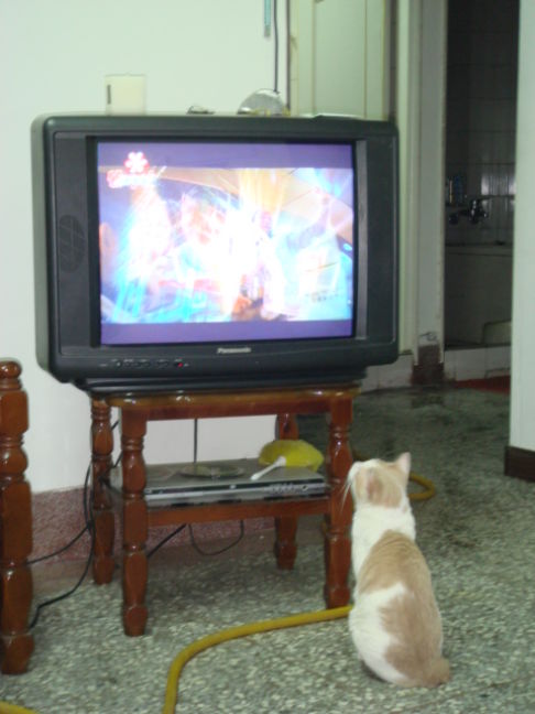 Picture of a cat / kitten / feline