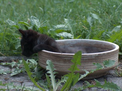 Picture of a cat / kitten / feline