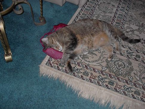 Picture of a cat / kitten / feline