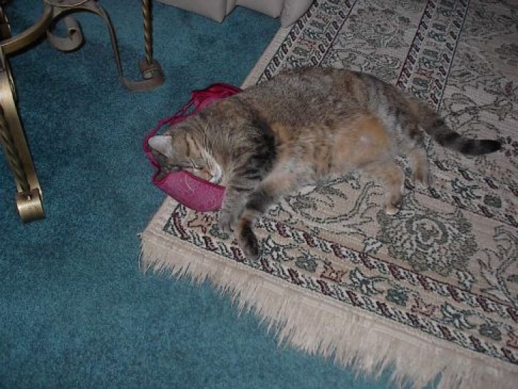 Picture of a cat / kitten / feline